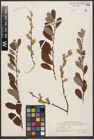 Foto von Salix aurita L. x Salix repens L.